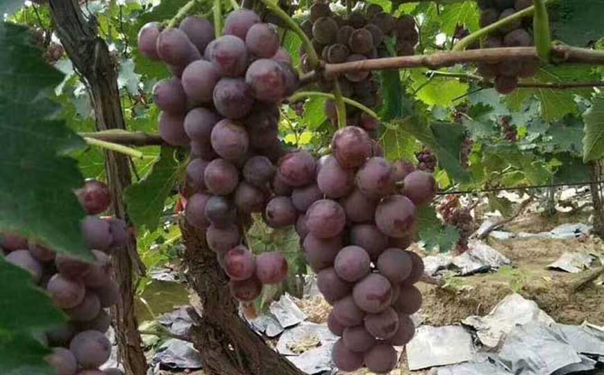 巨峰葡萄