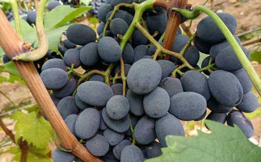 黑提葡萄