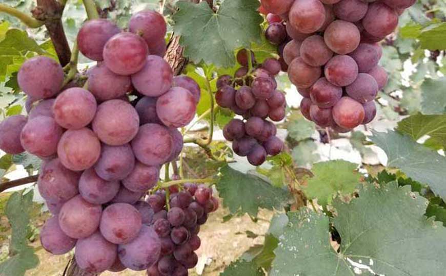 葡萄