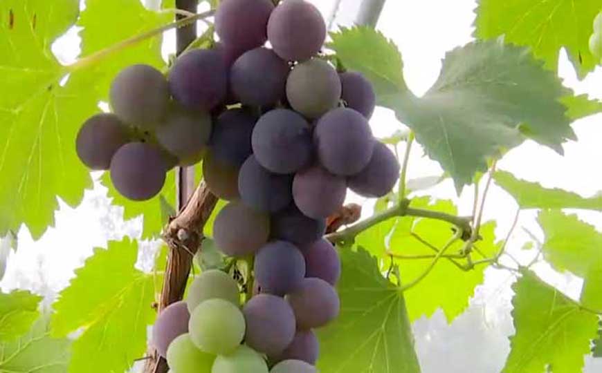 葡萄