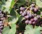 葡萄是什么植物？