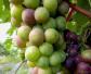 葡萄的功效与作用及禁忌人群
