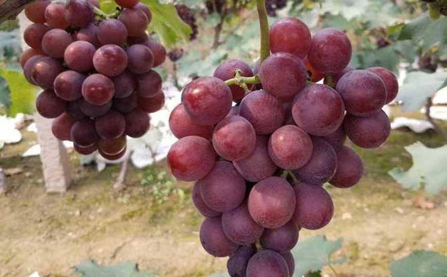 红提葡萄