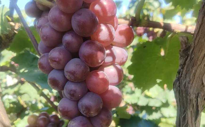 红提葡萄