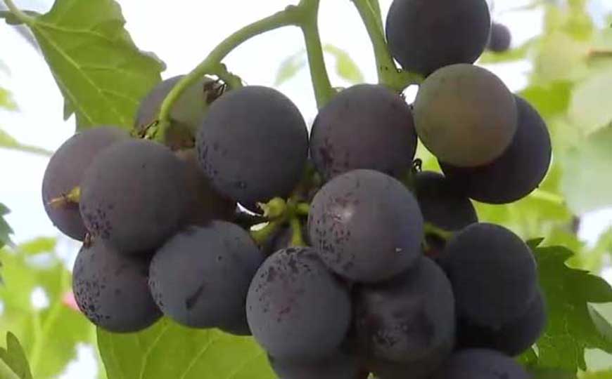 怀孕吃葡萄宝宝眼睛会大吗？