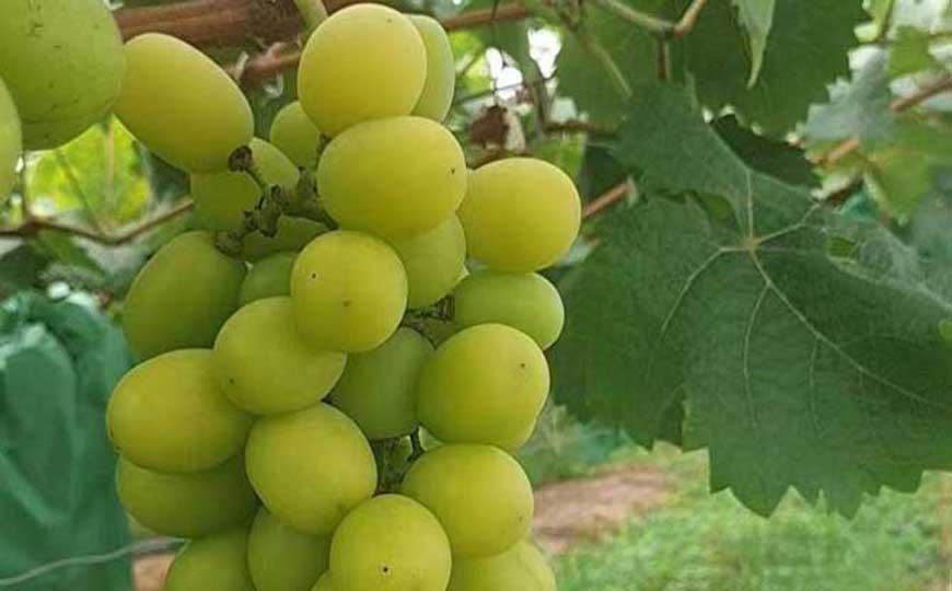 阳光玫瑰葡萄价格多少钱一斤？