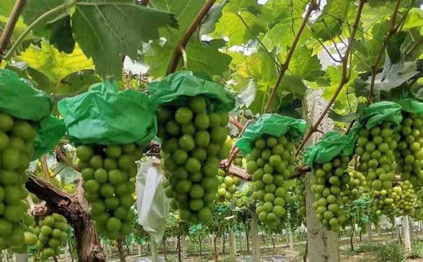 阳光玫瑰葡萄种植技术及病害防治