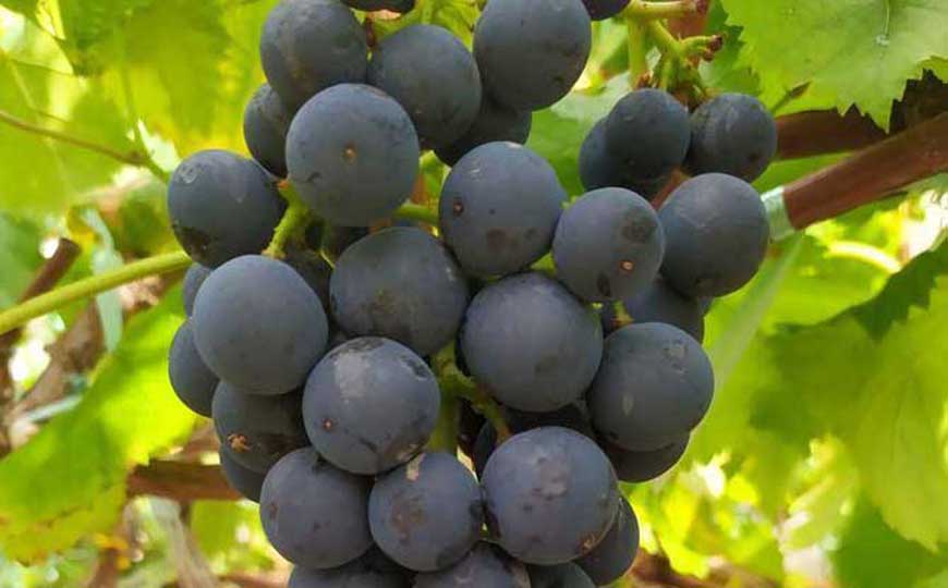 夏黑葡萄是什么葡萄？