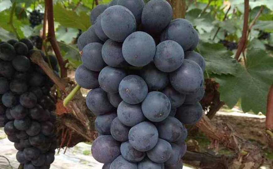 夏黑葡萄