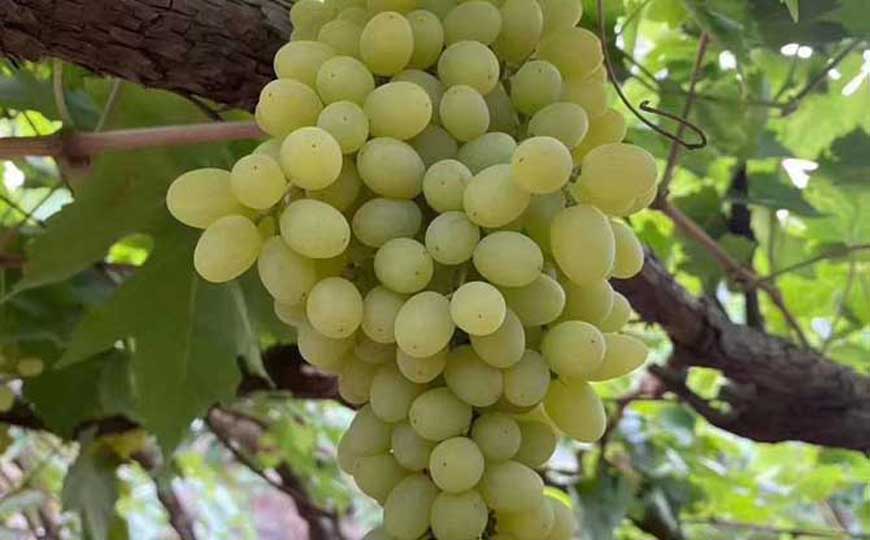 无核白葡萄是什么葡萄？
