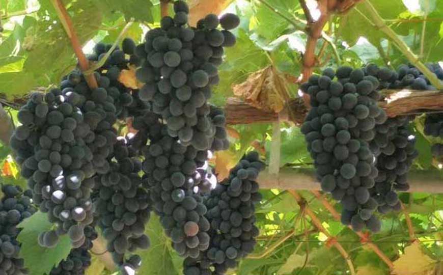 摩尔多瓦葡萄是什么葡萄？
