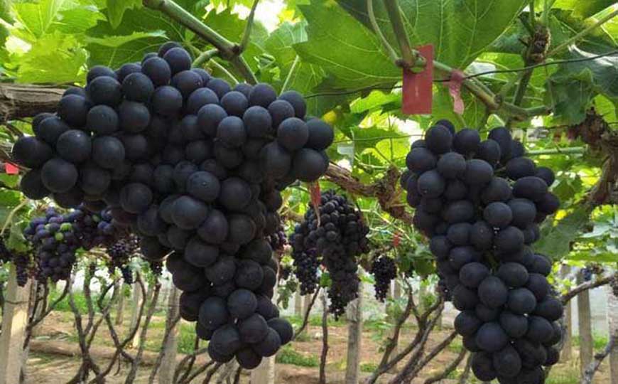 玫瑰香葡萄是什么葡萄？