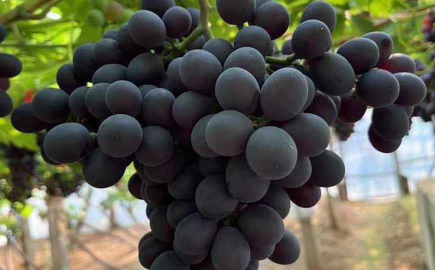 玫瑰香葡萄