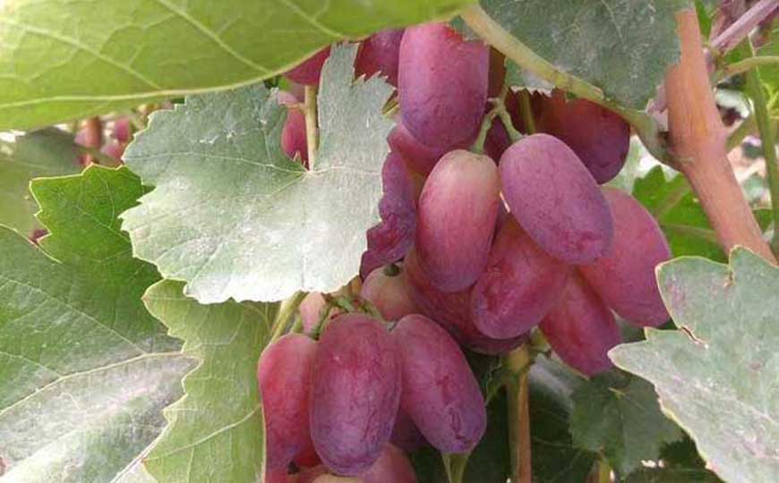 马奶葡萄是什么葡萄？