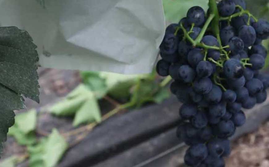 句容葡萄是什么葡萄？