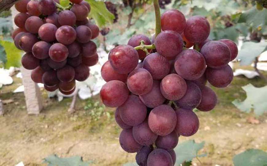 巨峰葡萄是什么葡萄？
