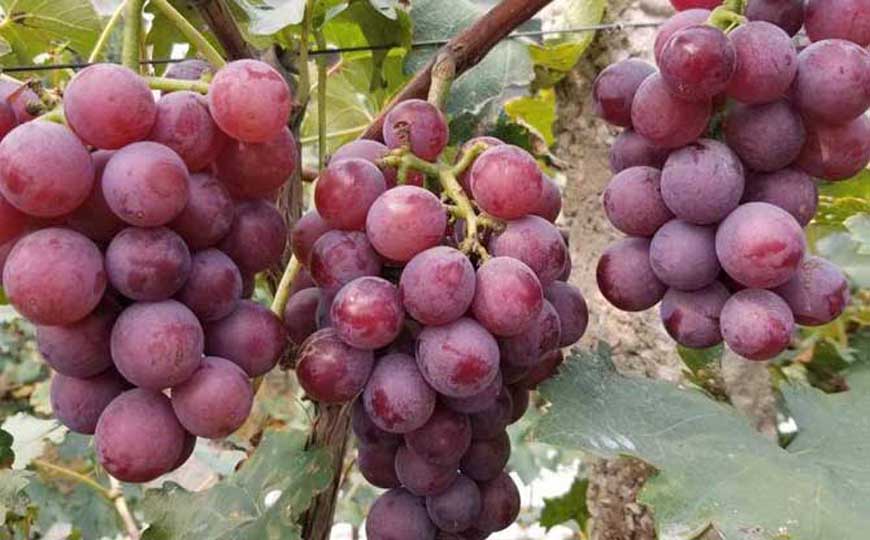 巨峰葡萄产地在哪里？