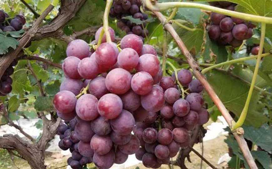 巨峰葡萄