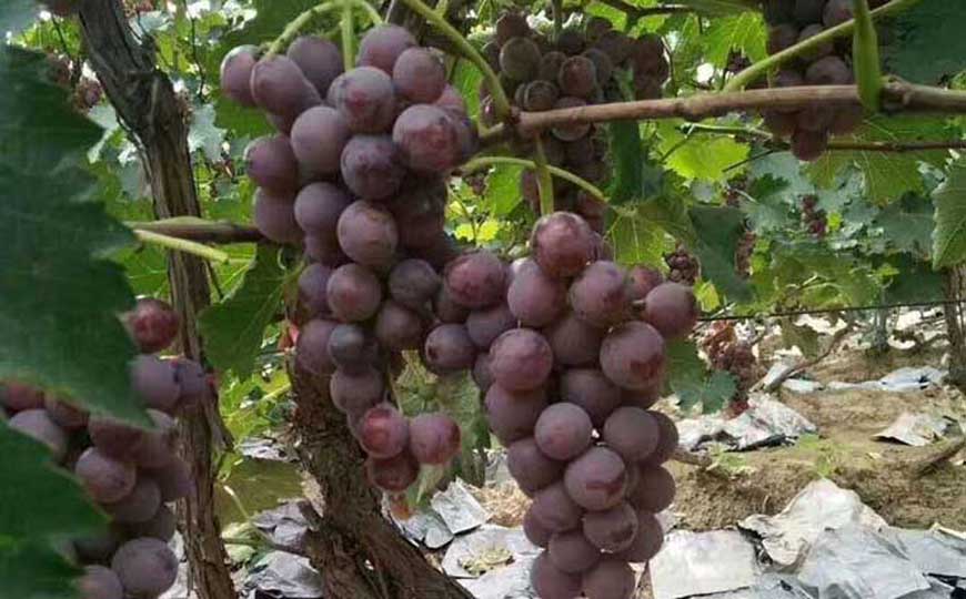 巨峰葡萄