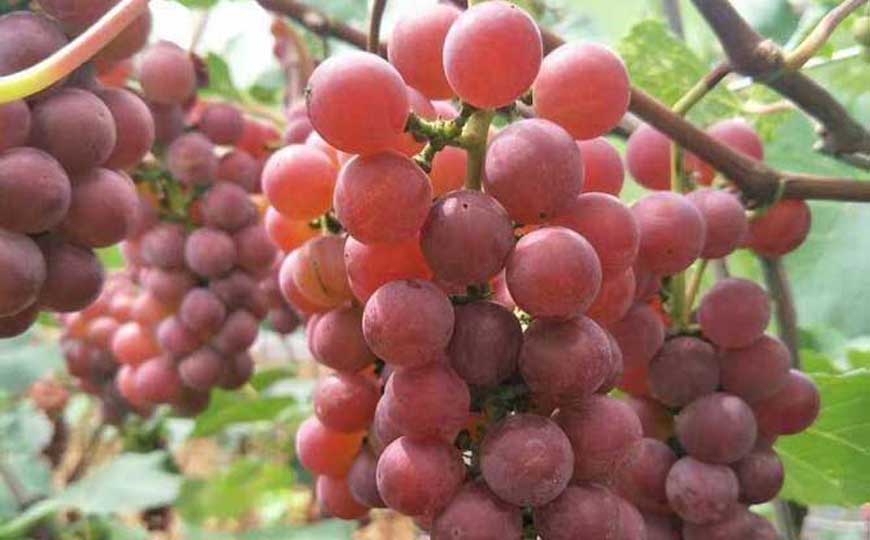 红玫瑰葡萄
