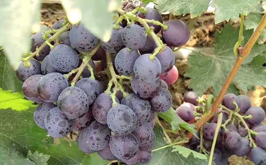 大泽山葡萄是什么葡萄？