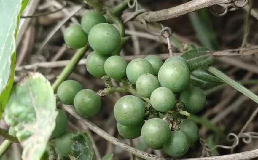 紫葡萄是什么植物？