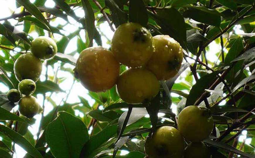 水葡萄是什么植物？