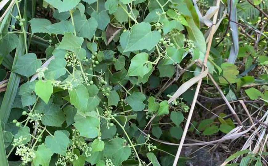 山葡萄是什么植物？