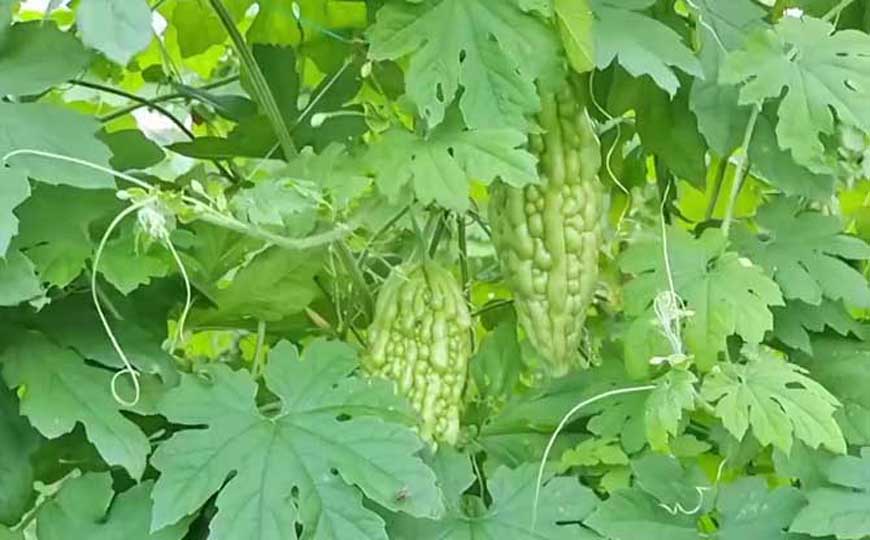 赖葡萄是什么植物？