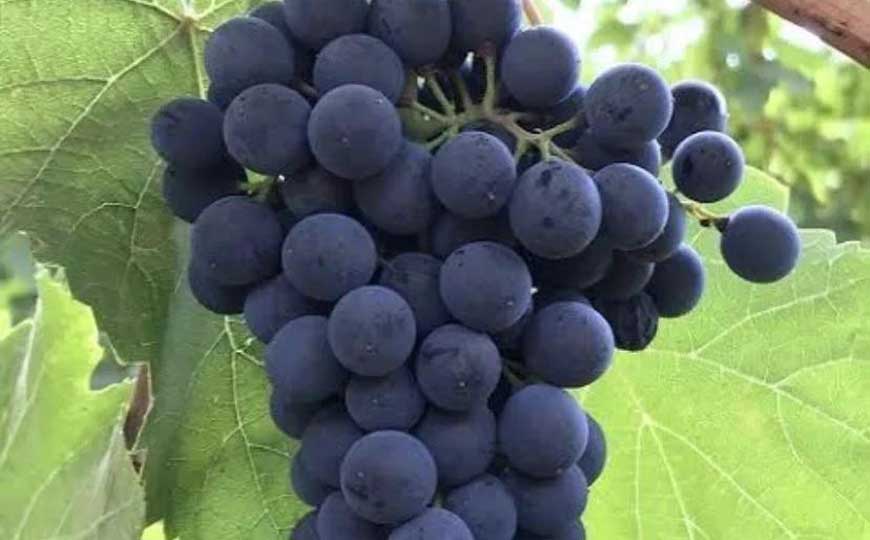 麝香葡萄