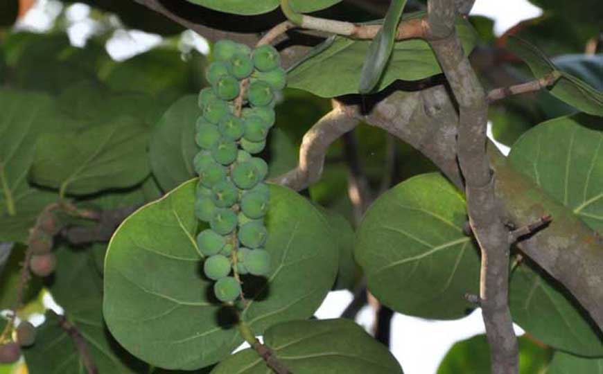 海葡萄是什么植物？