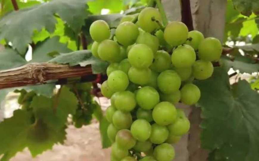 提子的功效与作用及禁忌人群