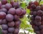 红提葡萄是什么葡萄？