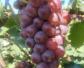 红提葡萄种植技术及病害防治