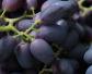 黑加仑葡萄是什么葡萄？