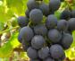 夏黑葡萄是什么葡萄？
