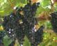 摩尔多瓦葡萄是什么葡萄？