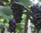黑葡萄是什么葡萄？