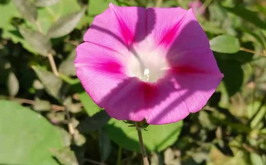 牵牛花(喇叭花、碗公花)