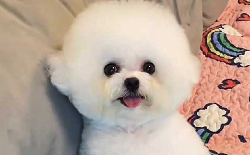 小型犬