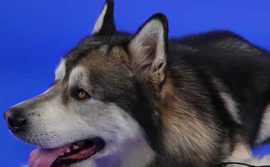 阿拉斯加雪橇犬(阿拉斯加犬)