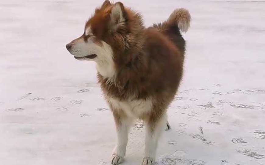 阿拉斯加雪橇犬