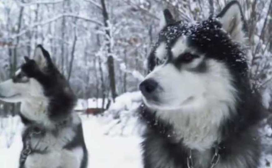 阿拉斯加雪橇犬