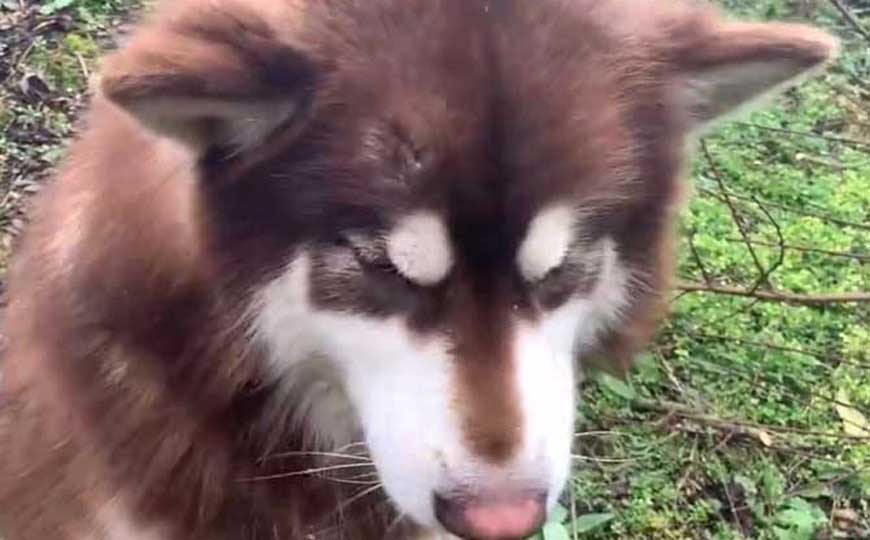 巨型阿拉斯加犬