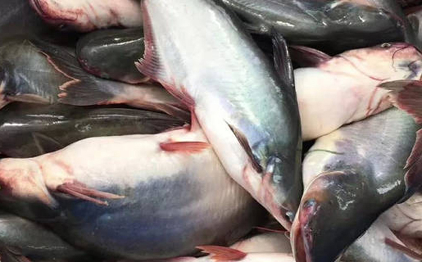 博氏䰶鲶(巴沙鱼、博氏巨鲶)