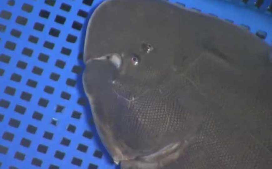 半滑舌鳎(龙利鱼、鳎目鱼)