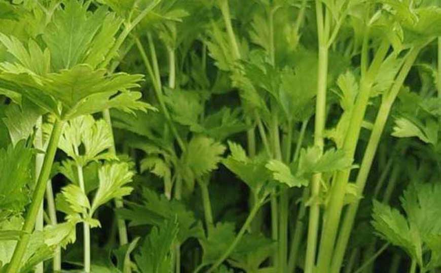 芹菜
