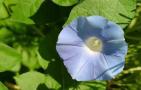 牵牛花