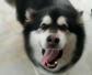 阿拉斯加犬价格多少钱一只？