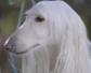 阿富汗犬是什么犬种？